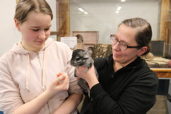 chinchilla sasky