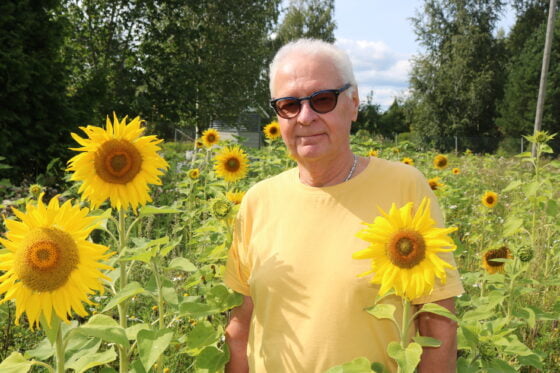 HEIMO keskitalo aurinkokukkapellolla