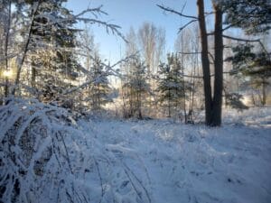 TALVIMAISEMA aurinkoinen