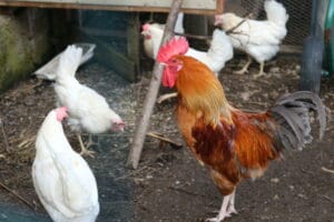 TIPUT kukko ja kanoja muok