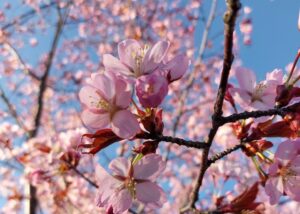 Kirsikkapuu, kirsikankukkia