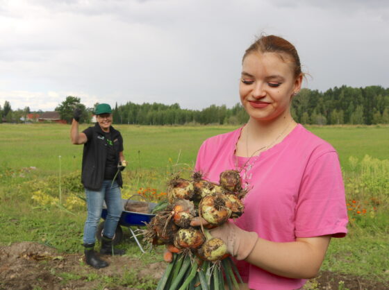Palstaviljely, 4H, sipuli
