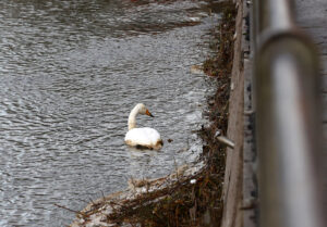 Laulujoutsenten pelastusoperaatio Sastamalassa 14.11.2025, kuva Hannu Moilanen