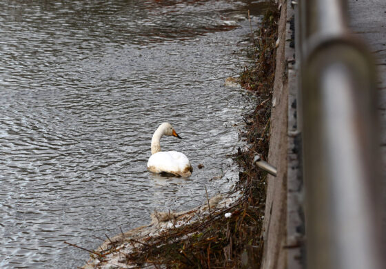 Laulujoutsenten pelastusoperaatio Sastamalassa 14.11.2025, kuva Hannu Moilanen