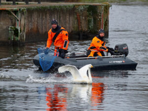 Laulujoutsenten pelastusoperaatio Sastamalassa 14.11.2025, kuva Hannu Moilanen