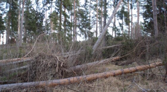 Myrskykaatoja