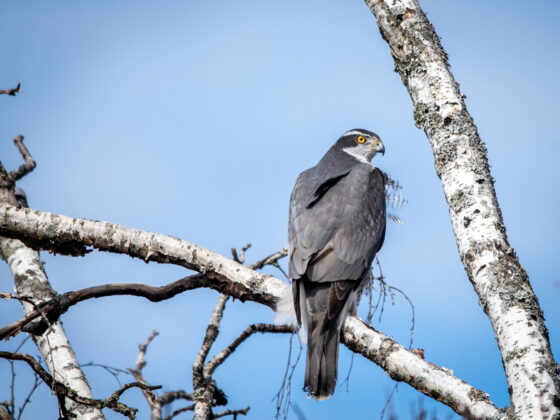 Maria Järvinen, kanahaukka