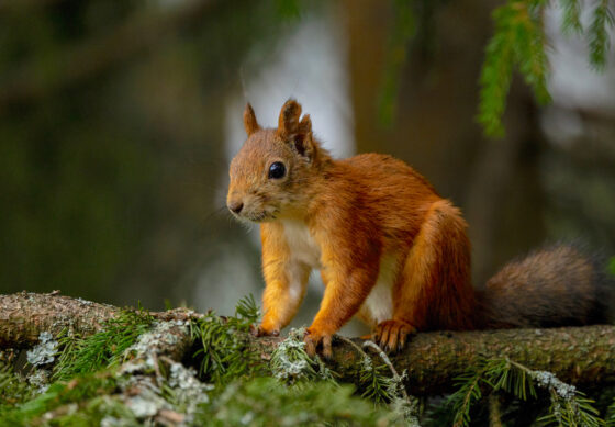 orava, luonto, Jenni Haapiseva