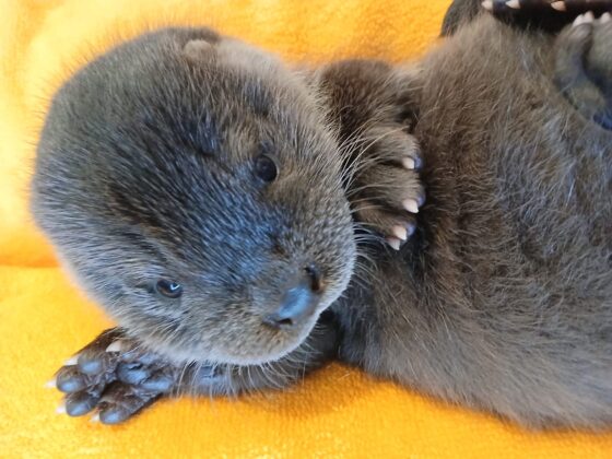 kuura luonnonvarasiset eläimet