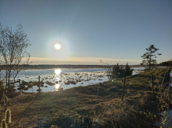 Puurijärvi