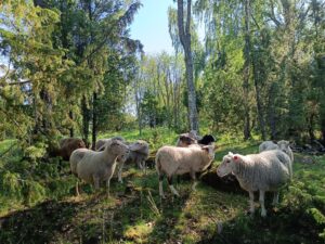 IMG_20240615_100717