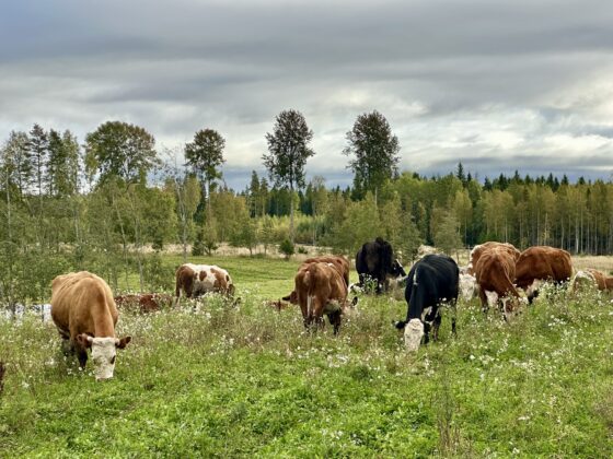 lehmiä laitumella, husarin luomutila kopio